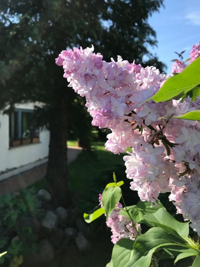 Hering Fewo I Apartment Terrace Wiek auf Rügen Екстериор снимка