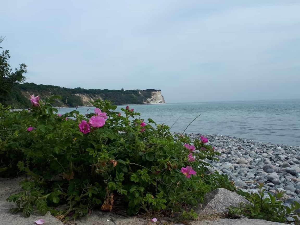 Hering Fewo I Apartment Terrace Wiek auf Rügen Екстериор снимка